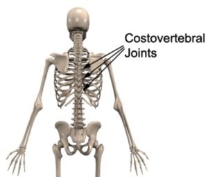 Skeleton showing the costovertebral joints where the ribs meet the spine, where a rib subluxation happens